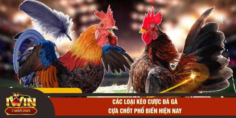 Các loại kèo cược đá gà cựa chốt phổ biến hiện nay