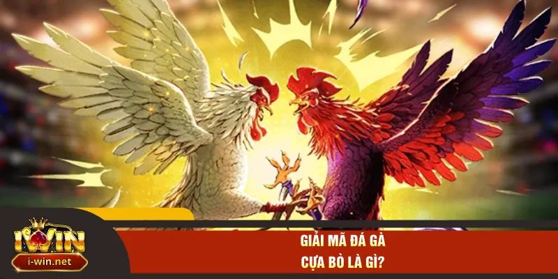 Giải mã đá gà cựa bò là gì?