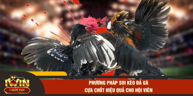 Phương pháp soi kèo đá gà cựa chốt hiệu quả cho hội viên