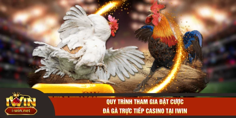 Quy trình tham gia đặt cược đá gà trực tiếp casino tại IWIN