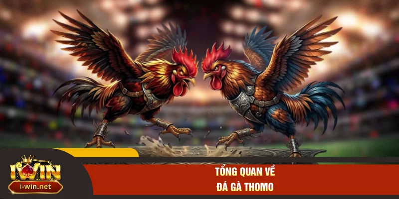 Tổng quan về đá gà Thomo