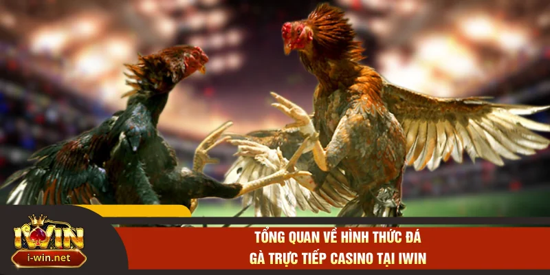 Tổng quan về hình thức đá gà trực tiếp casino tại IWIN